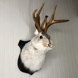 elvesmall  Antlers Rabbit Head Statue Home Decoration 3d Abstract Sculpture Wall Pendant Animal Statues Room Mural Art Craft Ornaments