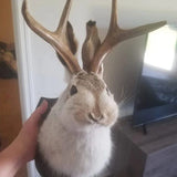 elvesmall  Antlers Rabbit Head Statue Home Decoration 3d Abstract Sculpture Wall Pendant Animal Statues Room Mural Art Craft Ornaments