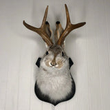 elvesmall  Antlers Rabbit Head Statue Home Decoration 3d Abstract Sculpture Wall Pendant Animal Statues Room Mural Art Craft Ornaments