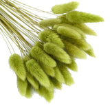 elvesmall  50pcs Dried Rabbit Tail Grass Flowers Artificial Plant Bouquets Wedding Party Home Desktop Decorative Flowers Eternal Flower