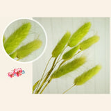 elvesmall  50pcs Dried Rabbit Tail Grass Flowers Artificial Plant Bouquets Wedding Party Home Desktop Decorative Flowers Eternal Flower